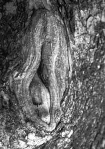 Jeff Brosbe Bark #19 Bark #19 by Jeffrey R Brosbe