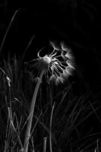 Jeff Brosbe - Dandelion Dandelion by Jeff Brosbe