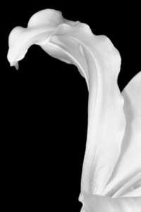 Jeffrey R Brosbe - Lily Lily by Jeffrey R Brosbe