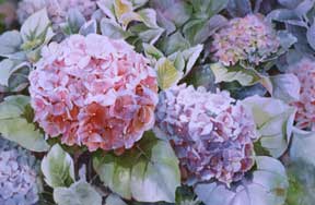 Hydrangeas watercolor by Sally Bly