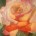 Rose Painting by Michelle Carlen