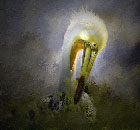 kathy chin pensive pelican